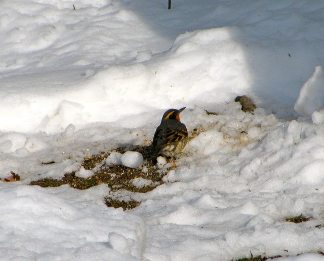 Varied Thrush